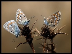 Motyle, Osty, Kolorowe